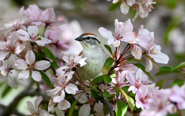 Sparrow in the pink flowers